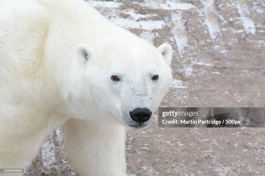 Polar Bear Stare