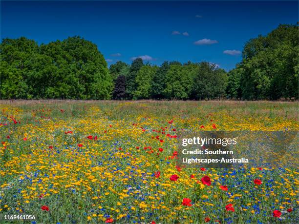 summer blooms of wildflowers, gunnersbury park, ealing, london, england. - flor silvestre fotografías e imágenes de stock