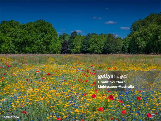 summer blooms of wildflowers, gunnersbury park, ealing, london, england. - wildflower ストックフォトと画像