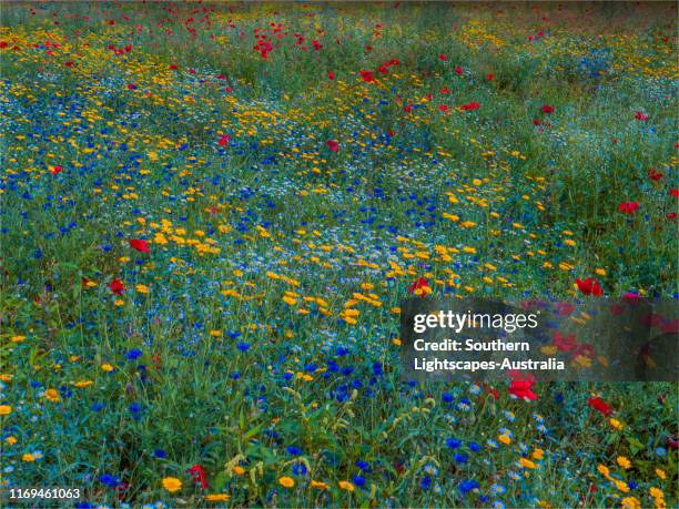 summer blooms of wildflowers, gunnersbury park, ealing, london, england. - ealing stock pictures, royalty-free photos & images