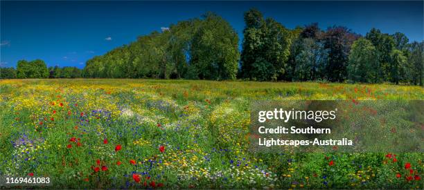 summer blooms of wildflowers, gunnersbury park, ealing, london, england. - ealing london stock-fotos und bilder