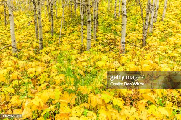 waterton national park in alberta canada - canadian rockies stock pictures, royalty-free photos & images