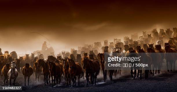 herd of horses - 王 stock pictures, royalty-free photos & images