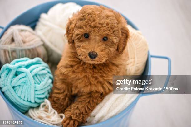 toy poodle dog in basket with balls of wool - yarn art stock-fotos und bilder