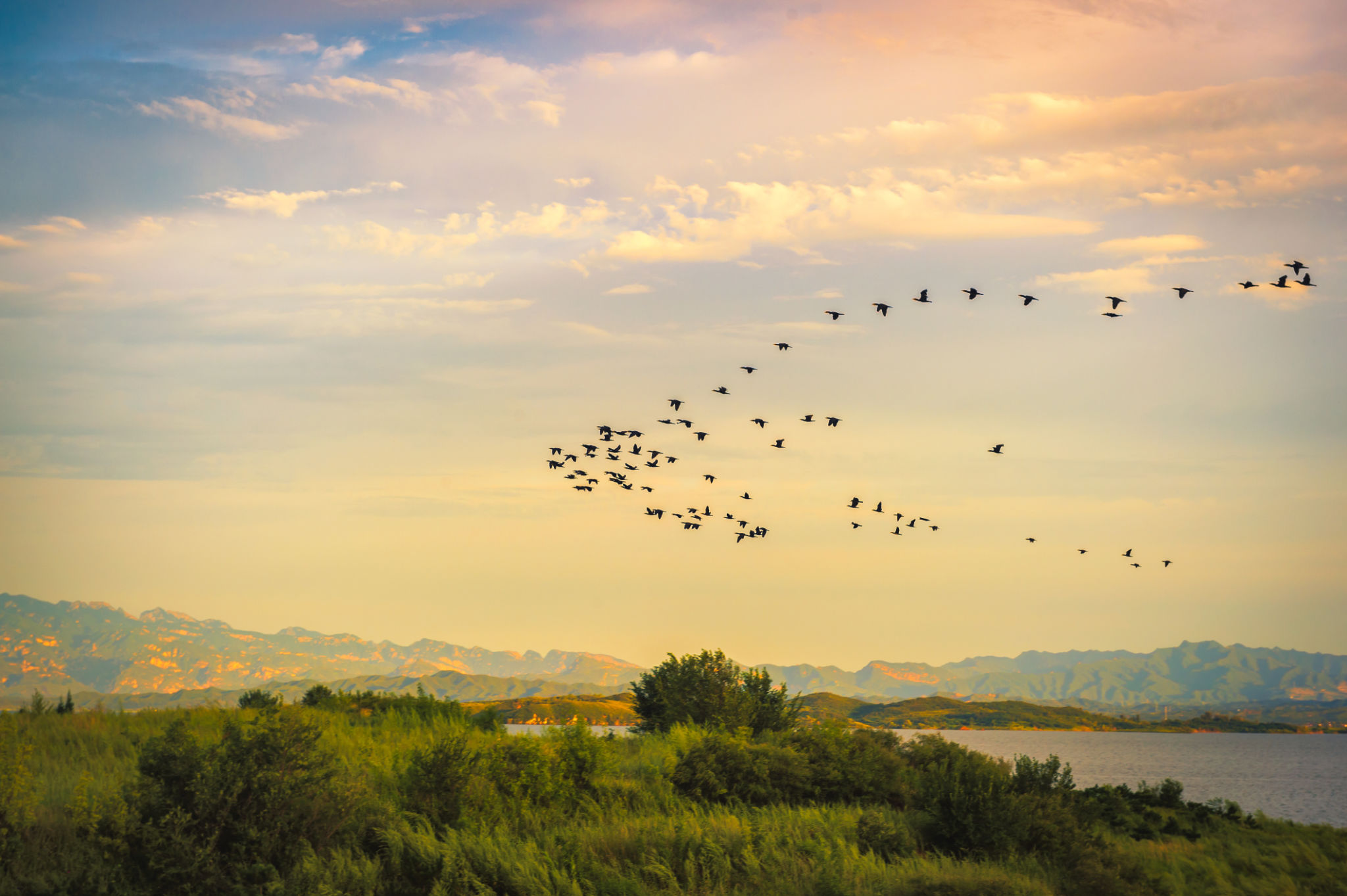 birds flying