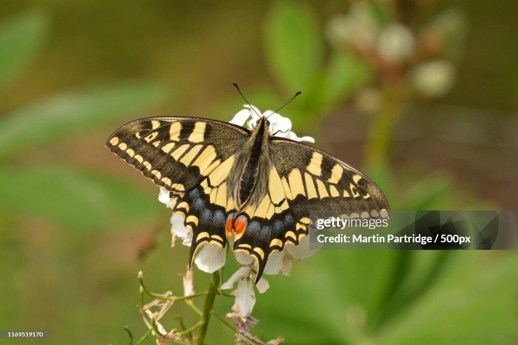 Swallowtail (Papilio Machaon)