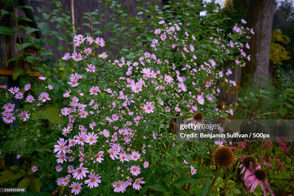 And The Flowers Danced