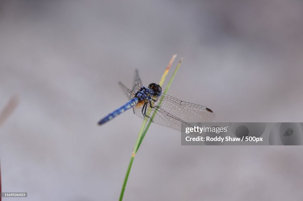 Dragonfly Spp