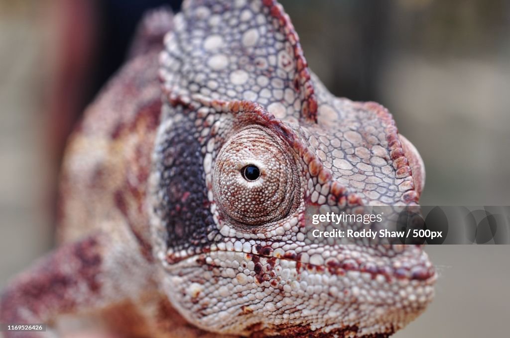 Oustalets's Chameleon (Furcifer Oustaleti)