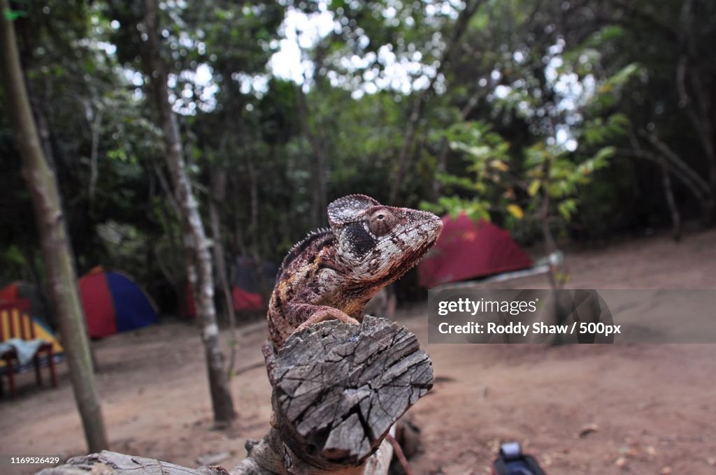 Oustalets's Chameleon (Furcifer Oustaleti)