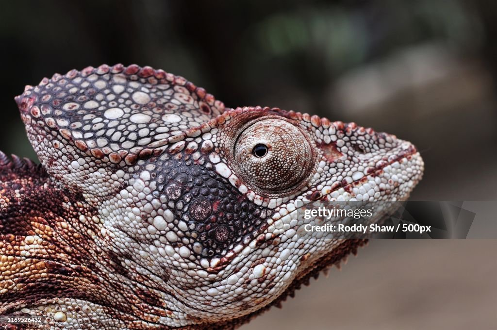 Oustalets's Chameleon (Furcifer Oustaleti)
