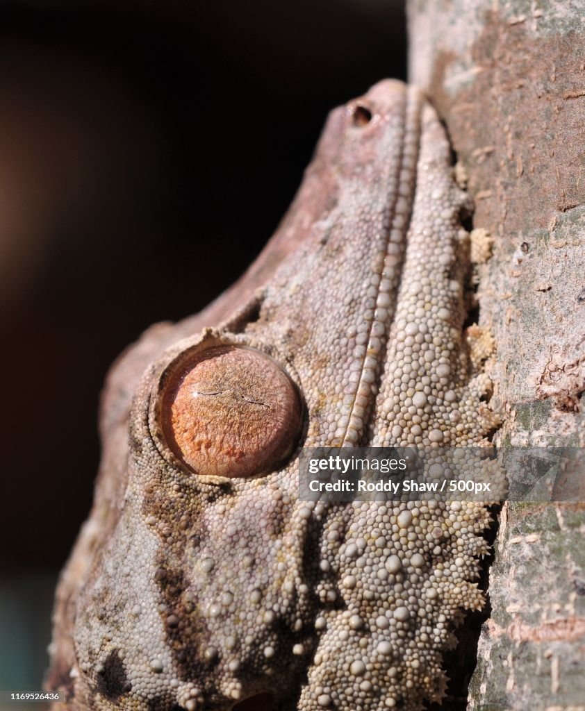 Uroplatus Henkeli