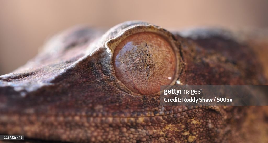 Uroplatus Henkeli
