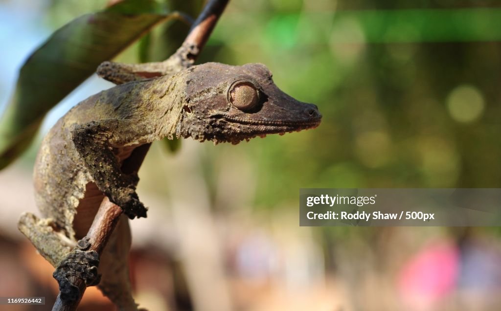 Uroplatus Henkeli