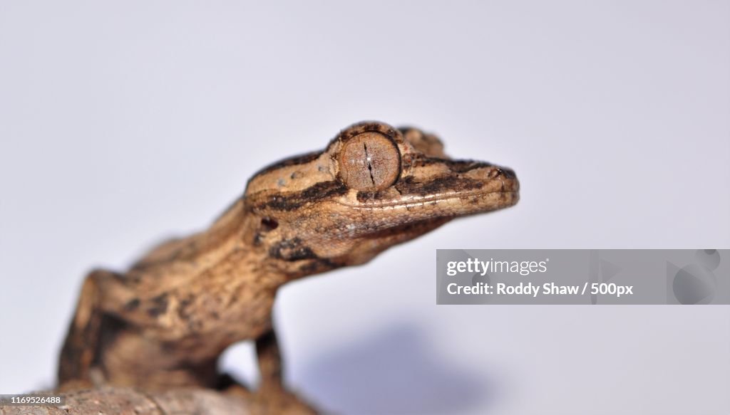 Uroplatus Spp