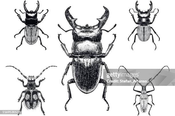 set von fünf zeichnungen von insekten, darunter hirschkäfer auf weißem hintergrund - beetle stock-grafiken, -clipart, -cartoons und -symbole