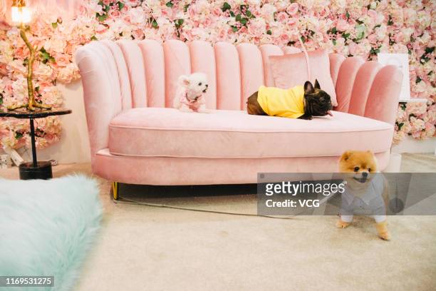 Dogs are seen on a sofa and the ground during Pet Fair Asia 2019 at Shanghai New International Expo Centre on August 21, 2019 in Shanghai, China. Pet...