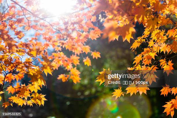 maple leaves - 王 stock pictures, royalty-free photos & images