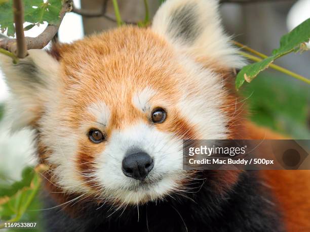 red panda looking at camera - red panda stock pictures, royalty-free photos & images