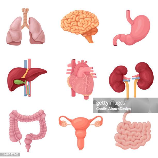 ilustraciones, imágenes clip art, dibujos animados e iconos de stock de los órganos internos humanos - medical diagram