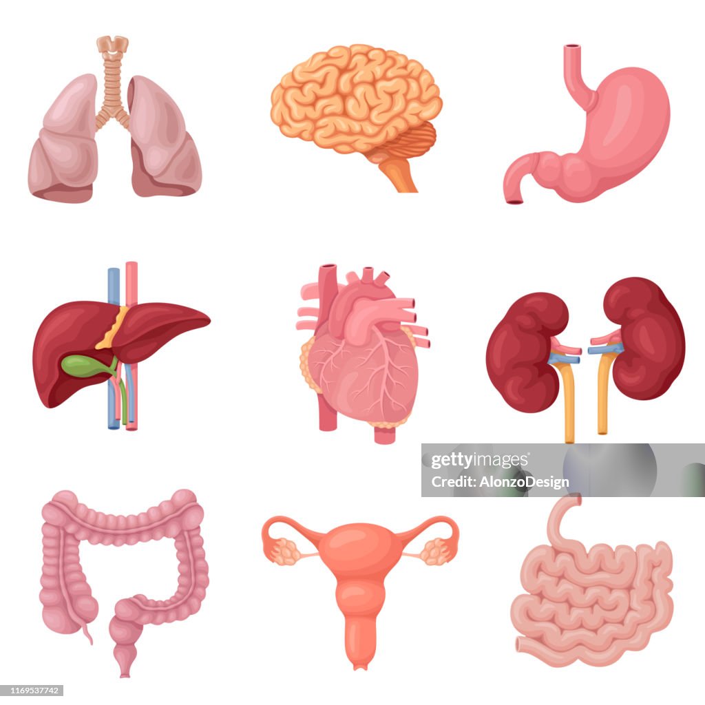 Human Internal Organs High-Res Vector Graphic - Getty Images