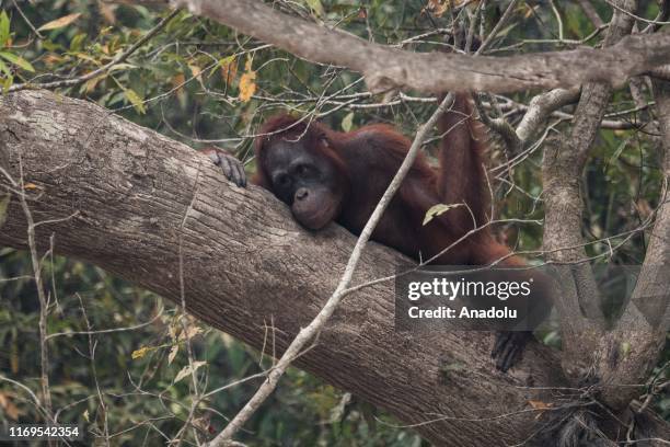 An orangutan lies on a tree during a haze from forest fires near Kaja Island, in Palangkaraya, Central Kalimantan, Indonesia on September 19, 2019.