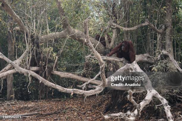 Orangutans sit on a tree during a haze from forest fires near Kaja Island, in Palangkaraya, Central Kalimantan, Indonesia on September 19, 2019.