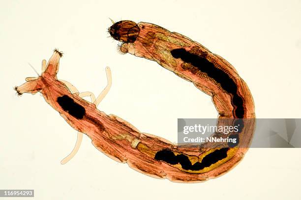 bloodworm micrograph - larva stock pictures, royalty-free photos & images