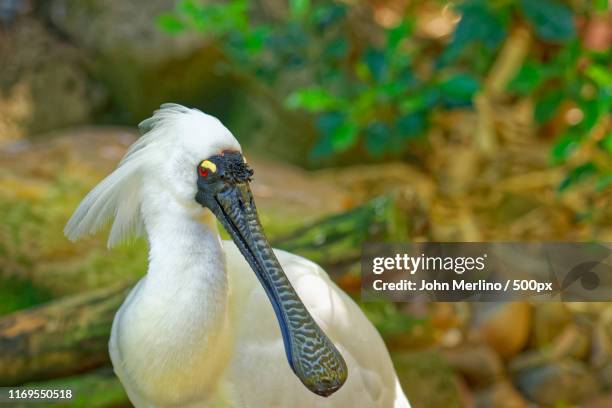 royal spoonbill - löffler stock-fotos und bilder