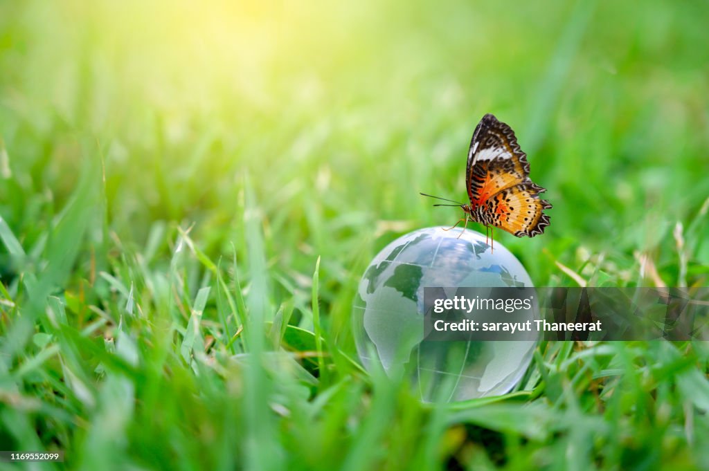 Concept Save the world save environment The world is in the grass of the green bokeh background