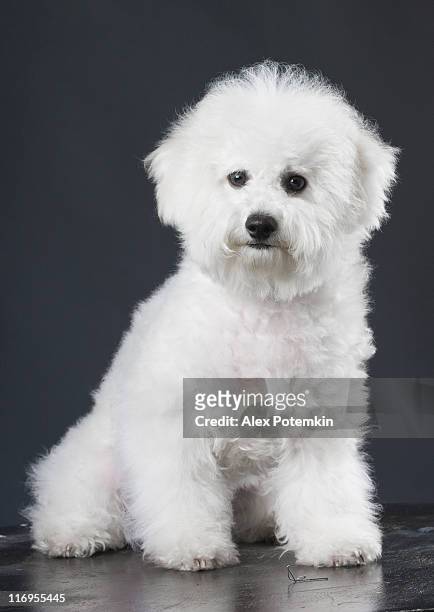 white dog - bichon frise stock pictures, royalty-free photos & images