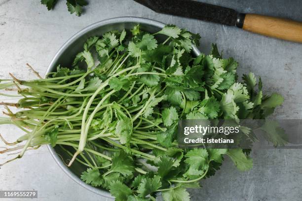 fresh homegrown cilantro herbs, plant based food - koriander stockfoto's en -beelden