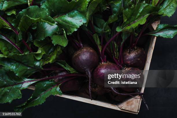 fresh organic homegrown beetroots with leaves - plant based diet stock pictures, royalty-free photos & images