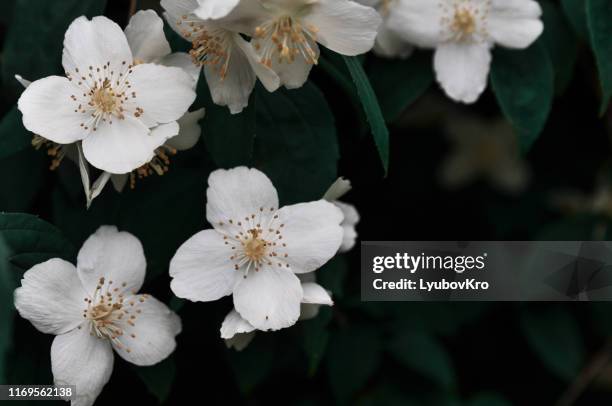 close up of jasmine flowers in a garden - jasmine stock pictures, royalty-free photos & images