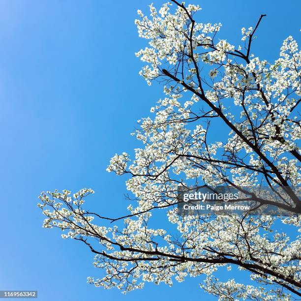 140 Merrow Stock Photos, High-Res Pictures, and Images - Getty Images