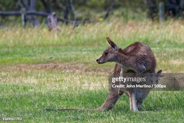 australian kangaroo with a joey - marsupial 個照片及圖片檔