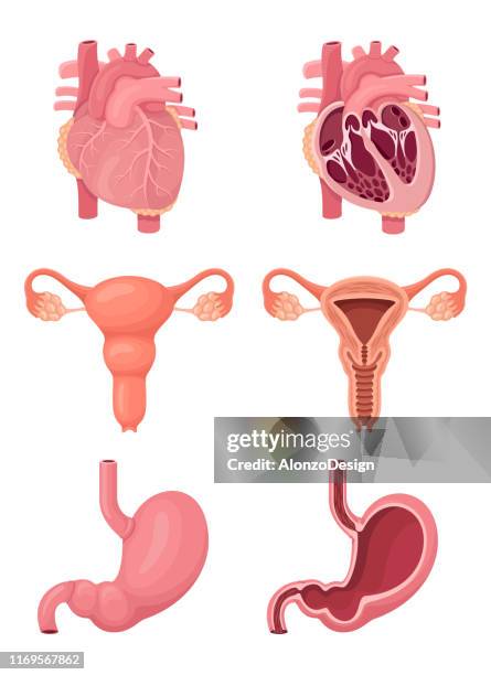 herz. gebärmutter. magen. menschliche innere organe. - scheidenkanal stock-grafiken, -clipart, -cartoons und -symbole