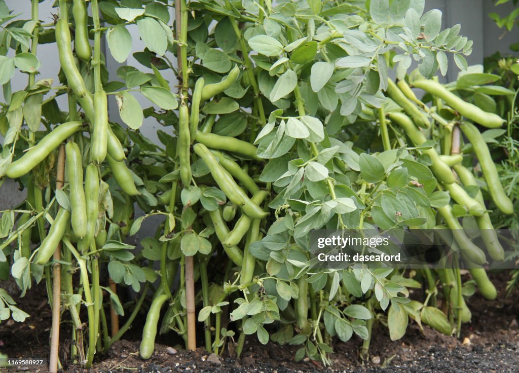 Broad Bean Plants.