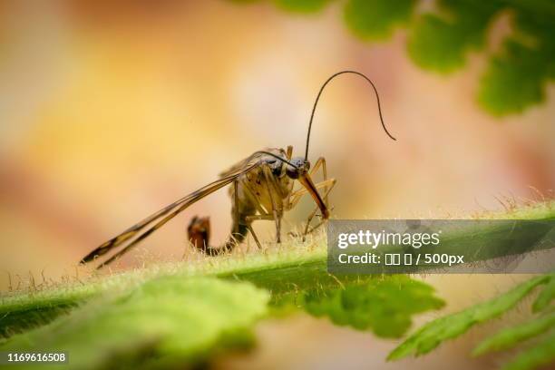 insect perching on branch - 王 stock pictures, royalty-free photos & images