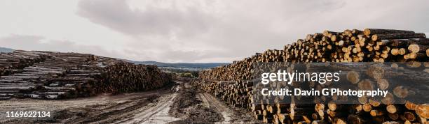 logging industry - williams lake - logging mill stock pictures, royalty-free photos & images