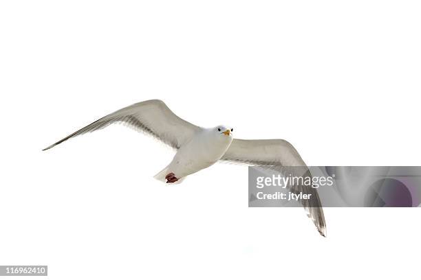 blick in die kamera - seagull stock-fotos und bilder
