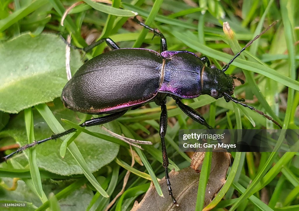 Violet Ground Beetle