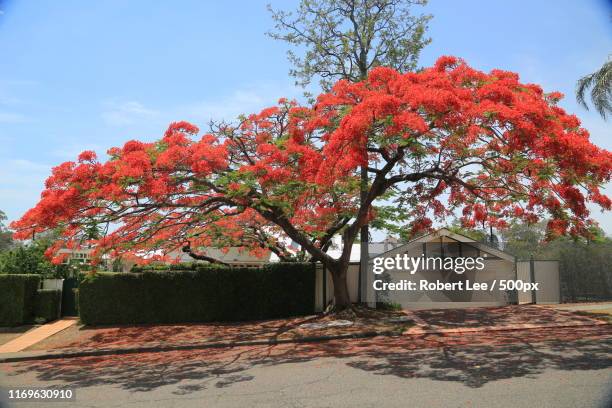 summer in my suburb - delonix regia stock pictures, royalty-free photos & images