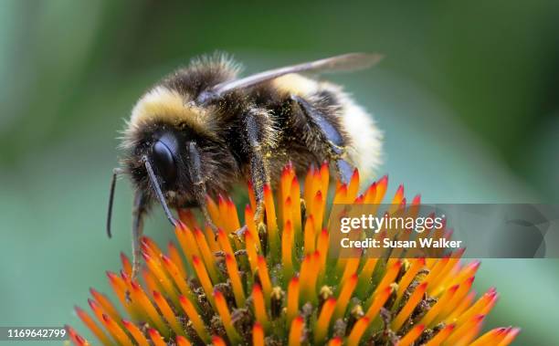 bumblebee macro - humming stock pictures, royalty-free photos & images