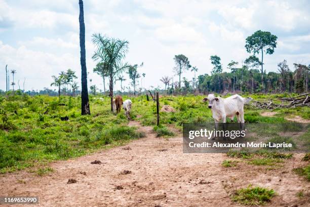 herd of cows walking through the countryside in riberalta - bolivia - rainforest destruction stock pictures, royalty-free photos & images