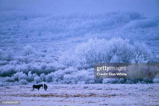 alberta kanada landschaft - alberta ranch landscape stock-fotos und bilder