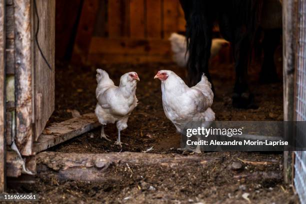 two white chickens getting out of the old aged barn door - hen stock pictures, royalty-free photos & images