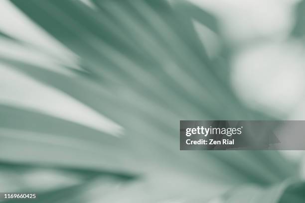 soft focus and color manipulated image of a palm leaf - tropisches muster stock-fotos und bilder