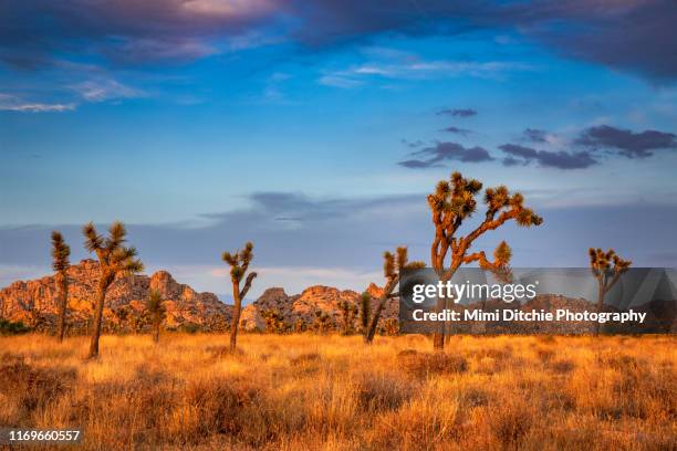 golden joshua trees near sunset - wilderness area stockfoto's en -beelden