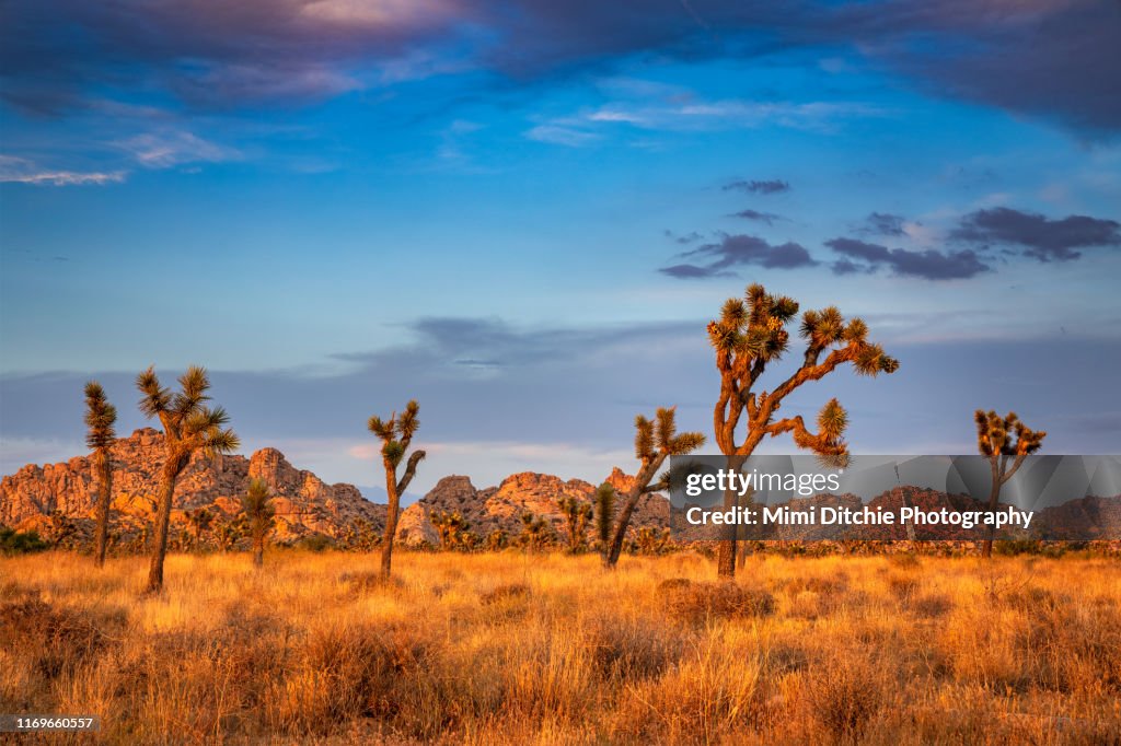 Golden Joshua Trees Near Sunset